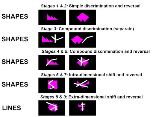 CANTAB IED nine-stage progression